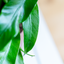 Asplenium
