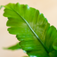 Asplenium