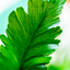 Asplenium