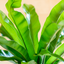 Asplenium