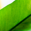 Asplenium