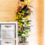 Croton