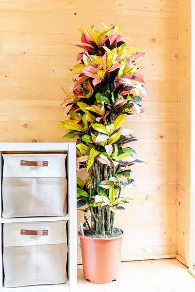 Croton