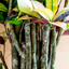 Croton