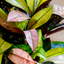 Croton