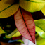 Croton