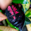 Croton