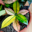 Croton