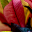 Croton
