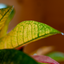 Croton