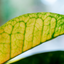 Croton