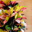 Croton