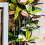 Croton