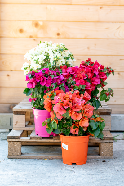 Bouganvillea Californiana