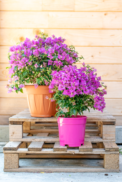 Bouganvillea Sanderiana Cespuglio