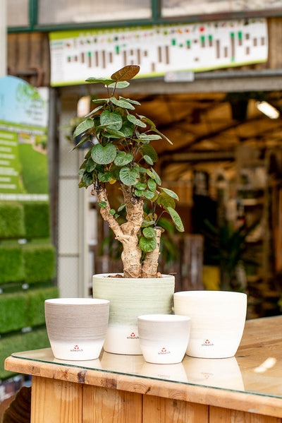 Coprivaso Scheurich 950 COVER-POT