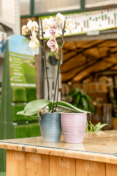 Orchidea Phalaenopsis 2 Rami