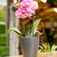 Coprivaso Orchidea Ceramica Moderno