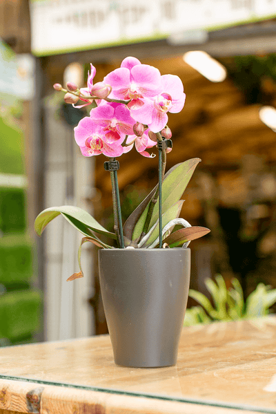 Orchidea Phalaenopsis
