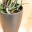 Coprivaso Orchidea Ceramica Moderno