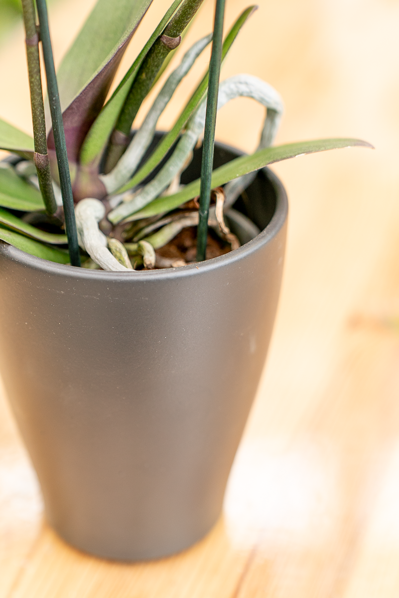Coprivaso Orchidea Ceramica Moderno