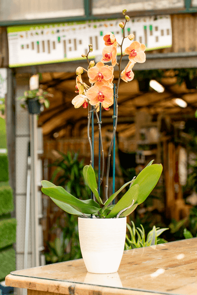 Orchidea Phalaenopsis 2 Rami