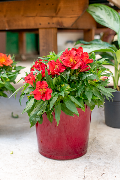 Alstroemeria