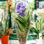 Orchidea Vanda In Vetro