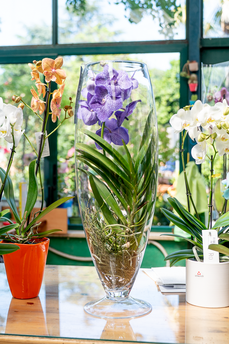 Orchidea Vanda In Vetro
