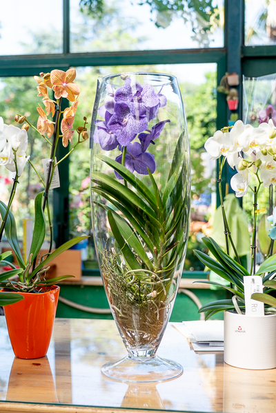 Orchidea Vanda In Vetro