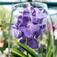 Orchidea Vanda In Vetro