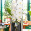 Orchidea Fortuno