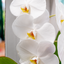 Orchidea Fortuno