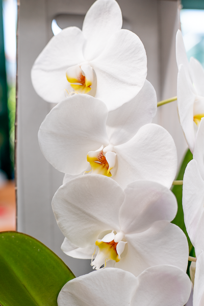 Orchidea Fortuno