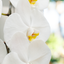 Orchidea Fortuno