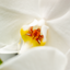 Orchidea Fortuno