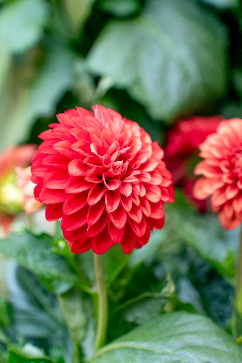 Dalia XXL