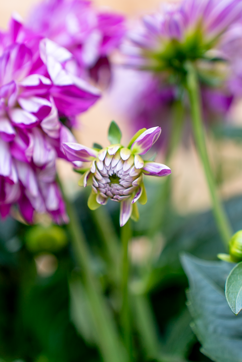 Dalia XXL