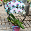 Orchidea Scenografica Magic Blue