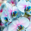 Orchidea Scenografica Magic Blue