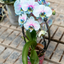 Orchidea Scenografica Magic Blue