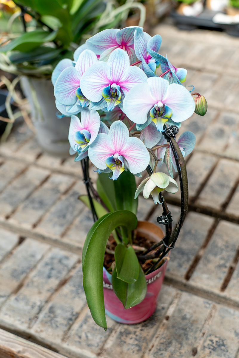 Orchidea Scenografica Magic Blue