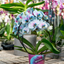 Orchidea Scenografica Magic Blue