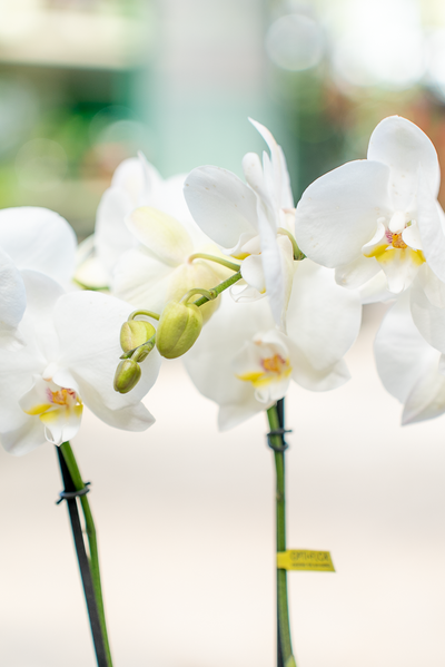 Orchidea