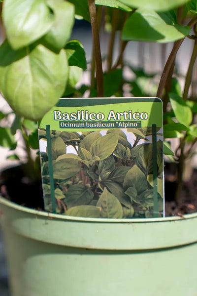 Basilico Artico