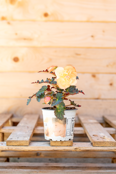 Begonia Waterfall