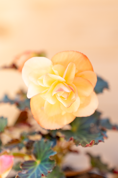 Begonia Waterfall