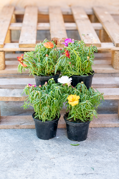 Portulaca Grandiflora