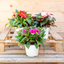 Impatiens