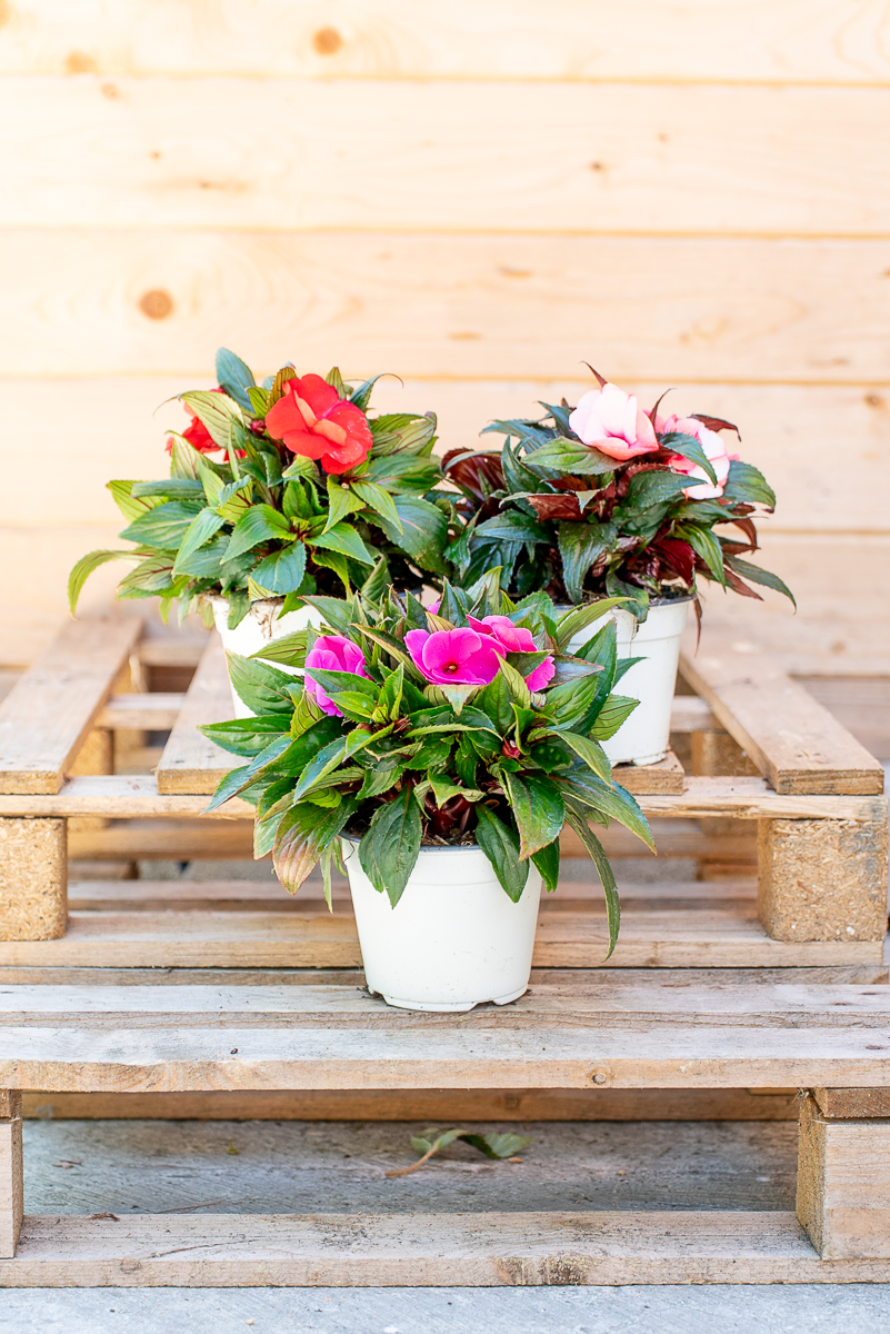Impatiens